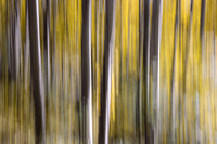 Birch Tree Abstract