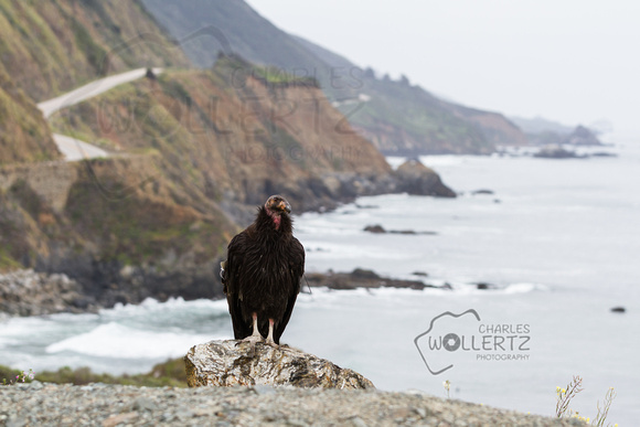 California condor (Gymnogyps californianus)