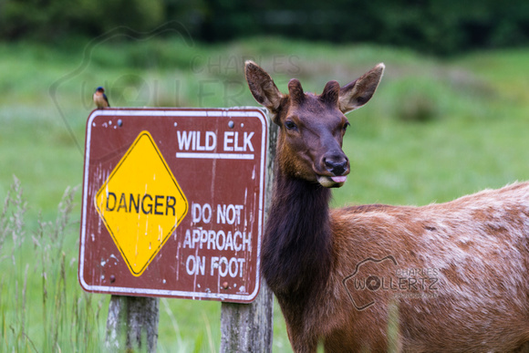 Caution, Wild Elk