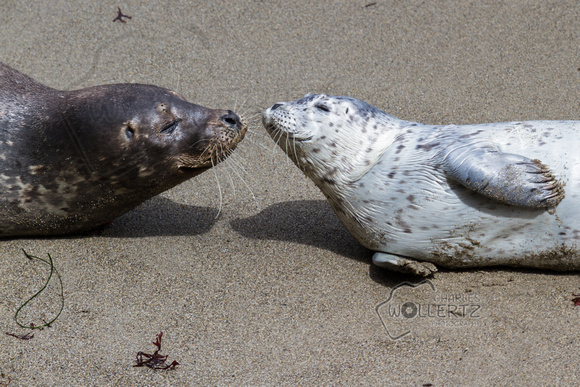 Baby seal and his mother