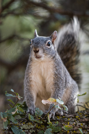 Silver Gray Squirrel - Sciurus griseus