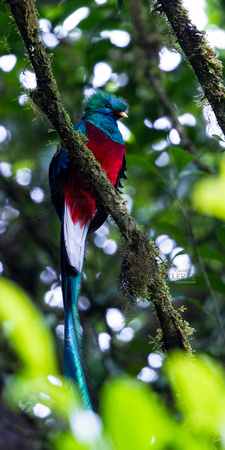 Resplendent quetzal - Pharomachrus mocinno