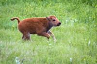American Buffalo Calf