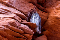 Owl of the canyons