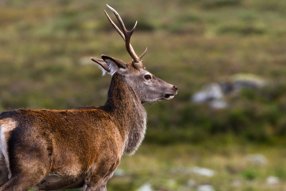 Stag in the Highlands