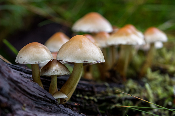 Mushrooms in the Highlands