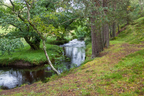A Calm Stream in a Forest