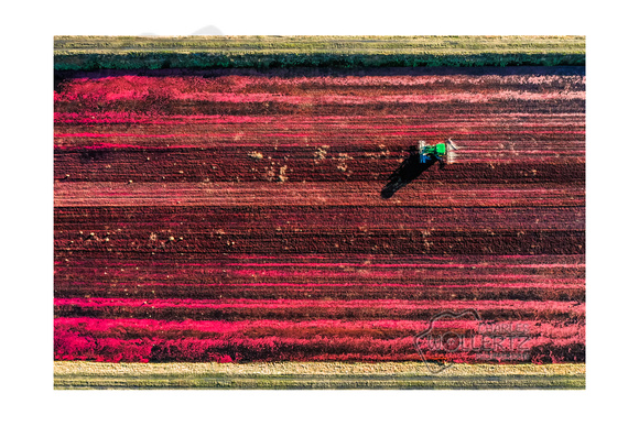 Cranberry Harvest