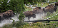 Running Bison Herd